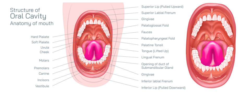 Parts of the mouth. Human mouth oral cavity anatomy vector illustration. The oral cavity, or more commonly known as the mouth or buccal cavity, serve as the first portion of the digestive system.