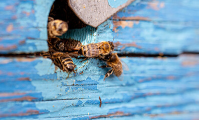 At the circular entrance of the aged wooden hive, bees stream out,