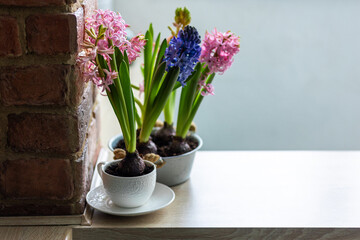 Beautiful bright blooming bulbous of hyacinths in ceramic pots on wooden table in the cozy kitchen. Spring mood. Congratulations for March 8, Women's day or Mother's Day. Home gardening concept