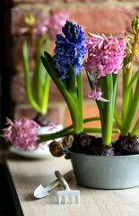 Beautiful bright blooming bulbous of hyacinths in ceramic pots on wooden table in the cozy kitchen. Spring mood. Congratulations for March 8, Women's day or Mother's Day. Home gardening concept