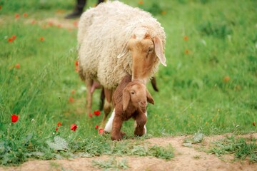White sheep and little lamb on a meadow with green grass