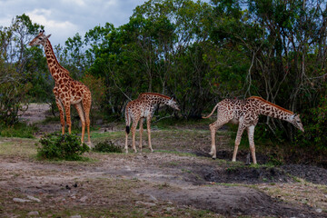 Maasai giraffe or  Kilimanjaro giraffe (Giraffa tippelskirchi) at Maasai Mara National Reserve, Narok, Kenya
