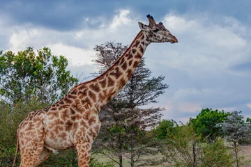 Cercles muraux Kilimandjaro Maasai giraffe or  Kilimanjaro giraffe (Giraffa tippelskirchi) at Maasai Mara National Reserve, Narok, Kenya