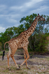 Maasai giraffe or  Kilimanjaro giraffe (Giraffa tippelskirchi) at Maasai Mara National Reserve, Narok, Kenya