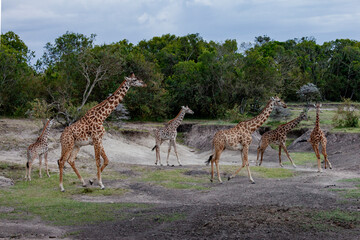 Maasai giraffe or  Kilimanjaro giraffe (Giraffa tippelskirchi) at Maasai Mara National Reserve, Narok, Kenya