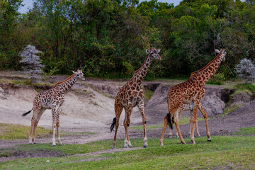 Maasai giraffe or  Kilimanjaro giraffe (Giraffa tippelskirchi) at Maasai Mara National Reserve, Narok, Kenya