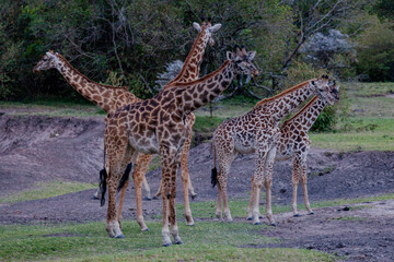 Maasai giraffe or  Kilimanjaro giraffe (Giraffa tippelskirchi) at Maasai Mara National Reserve, Narok, Kenya