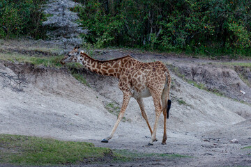 Maasai giraffe or  Kilimanjaro giraffe (Giraffa tippelskirchi) at Maasai Mara National Reserve, Narok, Kenya