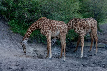Papier Peint photo autocollant Kilimandjaro Maasai giraffe or  Kilimanjaro giraffe (Giraffa tippelskirchi) at Maasai Mara National Reserve, Narok, Kenya