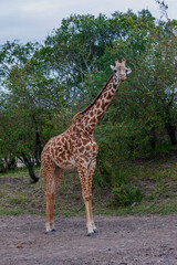 Maasai giraffe or  Kilimanjaro giraffe (Giraffa tippelskirchi) at Maasai Mara National Reserve, Narok, Kenya