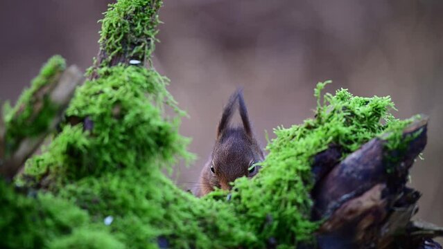 Red squirrel sits on dead wood with moss and searches for food, european red squirrel, winter, north rhine westphalia, (sciurus vulgaris), germany
