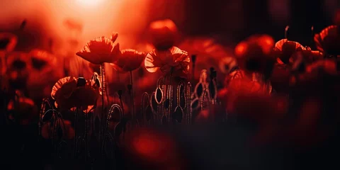 Gordijnen Beautiful field of red poppies in the sunset light. © Виктория Попова