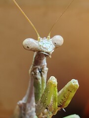praying mantis