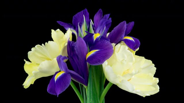 Spring bouquet of Irises, tulips rotates. Yellow and blue flower. Bud close-up. Floral background. Purple iris, white double tulip. Amazing colourful flowers blooming. Wedding, Valentines Day, Mothers
