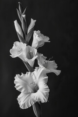 Condolence card black and white color photo, gladioli, black background. Generative AI