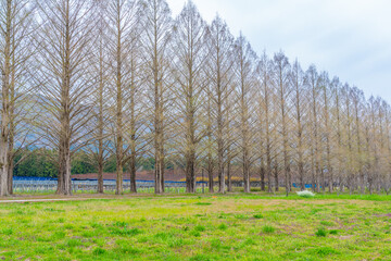 Obraz premium 春のメタセコイア並木道