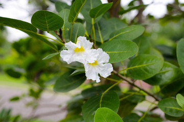 Obraz na płótnie Canvas White flower of tabebuia pallid