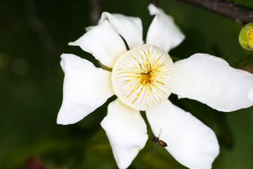 White gustavia, carpel flower, Flower or gustavia gracillima miers