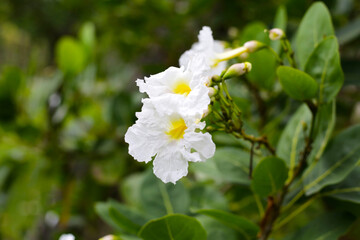White flower of tabebuia pallid