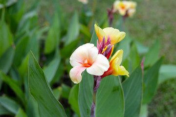 Obraz premium Blooming canna lily flower with green leaves