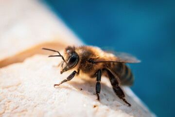 Bee replenishing energy at the edge of a swimming pool