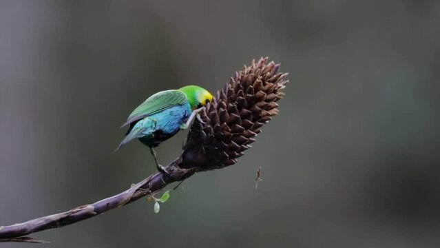 Tangara Multicolor, Chlorochrysa nitidissima, tambi&eacute;n conocida como la "tanager multicolor", es una hermosa ave que habita en los bosques h&uacute;medos de las monta&ntilde;as colombianas. 