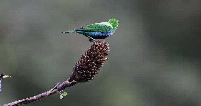 Tangara Multicolor, Chlorochrysa nitidissima, tambi&eacute;n conocida como la "tanager multicolor", es una hermosa ave que habita en los bosques h&uacute;medos de las monta&ntilde;as colombianas. 