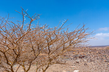Djibouti,  thorny bush growing  around the lake Abbe in the Afar depression