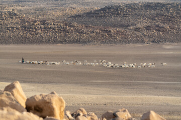 Djibouti, lunear landscape with herds of goats at the lake Abbe.