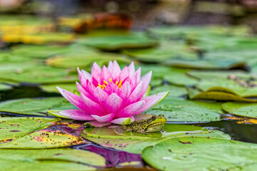 Green frog and water lily