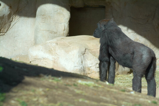 Gorilla relaxed in a natural environment, showing his powerful physique under the sunlight.
