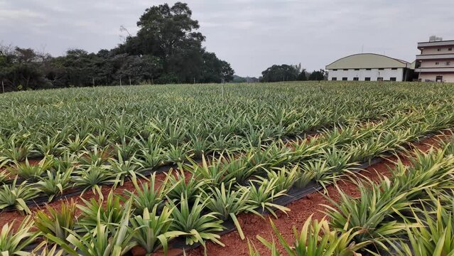 Vast Tropical Pineapple Plantation Under Cloudy Sky