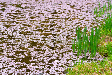 水面に散った桜の花びら