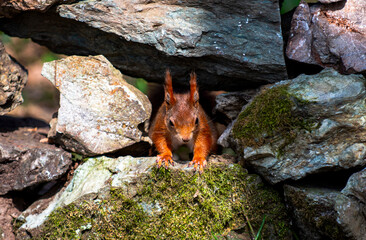 Red Squirrel peeking through