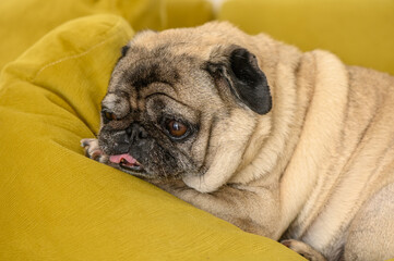 portrait of an old pug sleeping on a yellow sofa 2