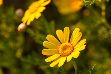 beautiful yellow flowers in the field at sunset 3