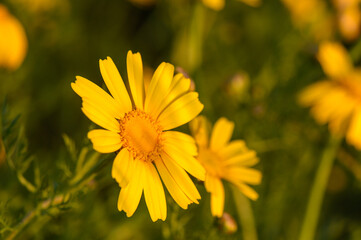 beautiful yellow flowers in the field at sunset 1