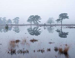 tranquil scene of flooded leersumseveld in dutch province of utrecht in misty morning light near utrecht  - 755191871