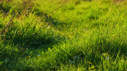 closeup of a green grass on the meadow. sunny morning in springtime
