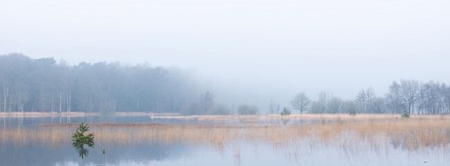 tranquil scene of leersumse plas in dutch province of utrecht in misty morning light near utrecht in the netherlands - obrazy, fototapety, plakaty