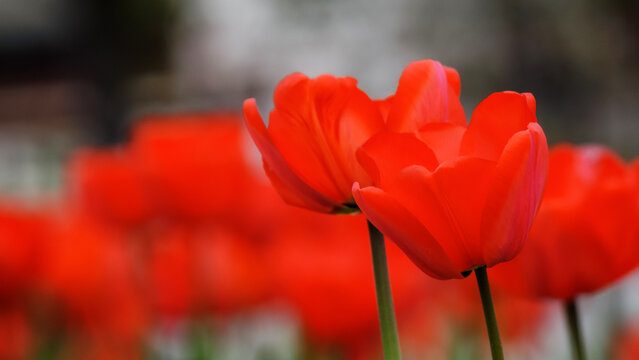 closeup of red tulips in full bloom. romantic flower background