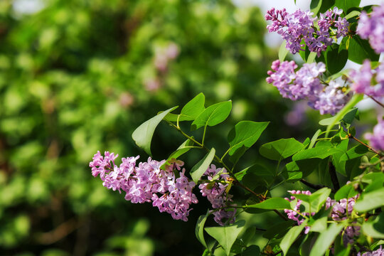 bush of blossoming violet lilac in the garden. beautiful floral background in springtime