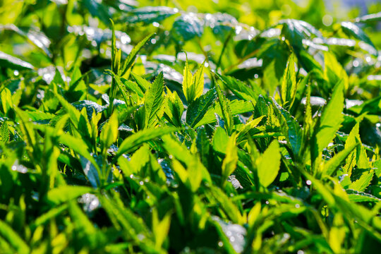 green leaves in water drops. fresh closeup nature background in spring