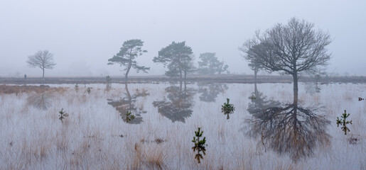 tranquil scene of flooded leersumseveld in dutch province of utrecht in misty morning light near utrecht - 755192410