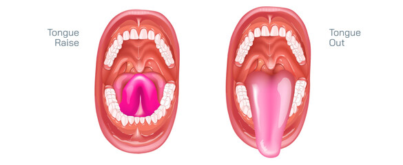 Tongue out and tongue raised vector illustration. mouth wide open and the oral cavity aspects include the lips, tongue, palate, and teeth. Although a small compartment, the oral cavity is a unique. - obrazy, fototapety, plakaty