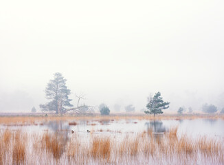tranquil scene with ducks on flooded leersumseveld in dutch province of utrecht in misty morning light near utrecht - 755192859