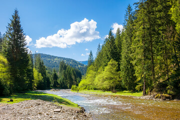carpathian countryside scenery with tereblya river on a sunny day in spring. trees along the rocky shore and forest on the hills. mountainous landscape of ukraine beneath a blue sky with fluffy clouds