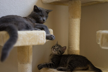Tabby Cat playing with her reluctant mom