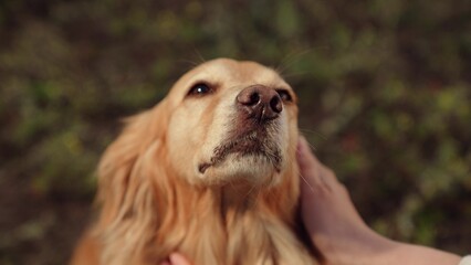 Dog get caress from owner. Owner loves pet, Man stroking red dog, sunset during hike. Owner strokes...