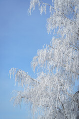Äste eines Baums nach strengem Frost mit Rauhreif.